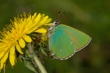 23.04.2019 DE, NRW, Bad M&uuml;nstereifel Gr&uuml;ner Zipfelfalter Callophrys rubi (LINNAEUS, 1758)