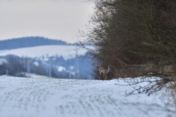 Roe deer in the snow in winter looking for food