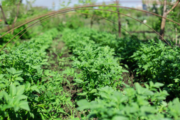 garden with potatoes planted in rows. Agriculture concept
