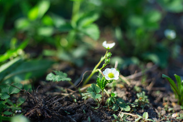 blooming flowers on strawberry bushes in the garden