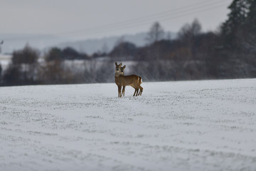 Roe deer in the snow in winter looking for food