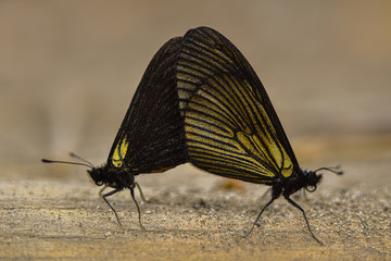 Moth´s Love