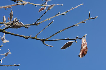 rime ice on twig of a beech tree