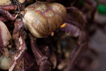 Crabs with reddish shell and front legs finished in tweezers. Food of marine origin. Approach to edible animal of marine origin.