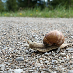 Nahaufnahme einer Weinbergschnecke, Helix pomatia