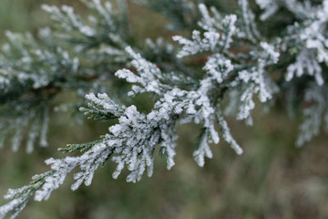 Close up shot of a frozen evergreen branch.