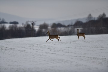 Roe deer running  on a snowy agriculture field in winter
