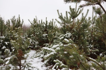 Fototapeta na wymiar snow covered trees07