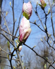Branches of a blossoming magnolia on a background of blue sky in a park, in a natural environment, spring