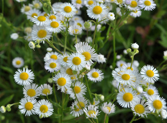 Fototapeta premium In the meadow, blooms in the wild Erigeron annuus