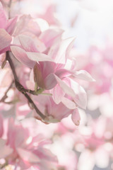 Blooming pink magnolia tree branch. Spring floral background, vertical format © uliab