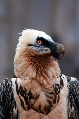 The bearded vulture (Gypaetus barbatus), also known as the lammergeier or ossifrage, old bird portait. Portrait of a red-colored predatory bird.