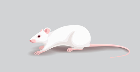 White Rat Isolated on Gray Background