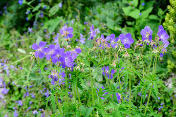 Fototapeta premium Small blue flowers of Centaurea montana, commonly known as perennial cornflower, mountain cornflower, bachelor's button, montane knapweed or mountain bluet, in a sunny summer garden, in soft focus