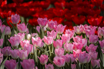 Background of pink and red tulips