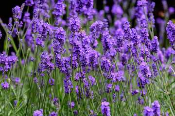 Naklejka premium Many small blue lavender flowers in a sunny summer day in Scotland, United Kingdom, with selective focus, beautiful outdoor floral background photographed with selective focus