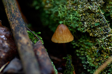 a small mushroom in the forest
