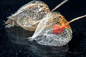 Phisalis / Empty beautiful physalis skeleton glowing on the black background `with a drops of water / design pattern