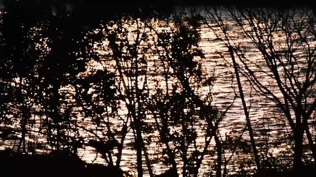 ゆれる木と流れる大河