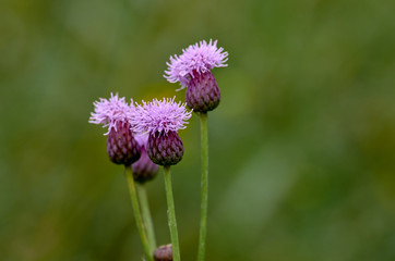 Bud of a Thistle