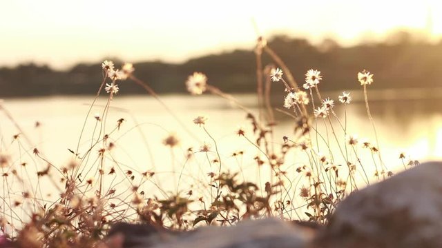 Blur dry flower of Coat buttons,Wild Daisy grass flowers against sunlight in field beside the river .Blur nature background. Little warm tone.