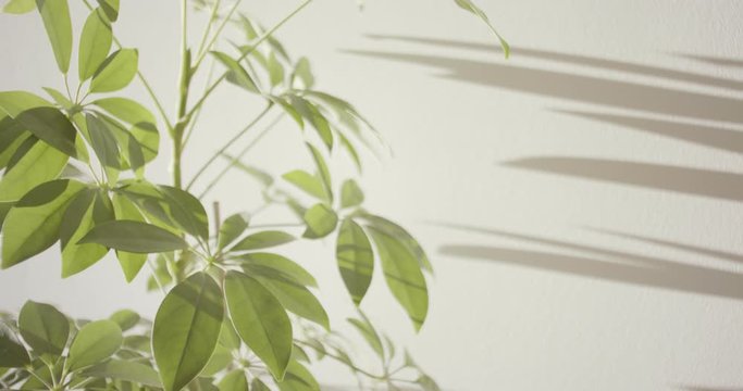 Houseplant schefflera dwarf umbrella tree closeup overview	