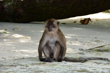 Ein Affe guckt sich seine Umgebung auf Koh Phi Phi an 
