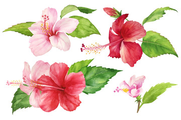 Set of isolated watercolor drawings on a white background. Tropical red and pink hibiscus flower with leaves. Bright pattern for use in design, textile, cover, postcard, print. realistic painting. © Nursee