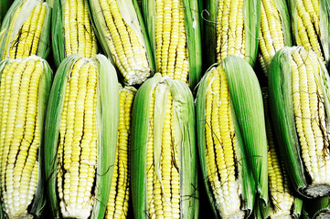 Corn cobs
