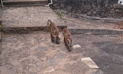 Two monkeys walking down the pathway