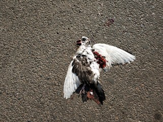 Dead bloody and white pigeon on asphalt road