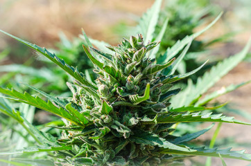 Closeup of hemp bush top outdoors. Side view of stems of ripened hemp. World legalization of hemp. Selective focus. Without people.