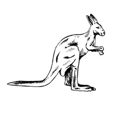 Kangaroo