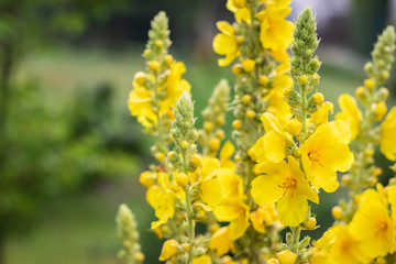 Verbascum Densiflorum in bloom, yellow mullein flower
