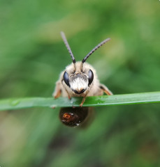 Early mining bee, Andrena haemorrhoa, male