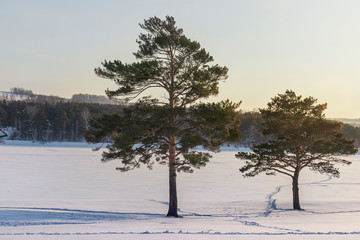 Winter landscape with beautiful pine trees and a frozen lake in Siberia.