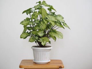 Syngonium liana with a light top of leaves at home. Home plants in the winter garden. Gray background.