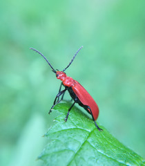 Red-headed cardinal beetle, Pyrochroa serraticornis