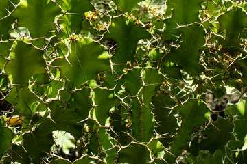 Closeup from a green Euphorbia grandicornis