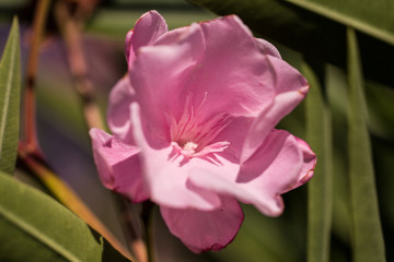 Closeup of a pink orleander