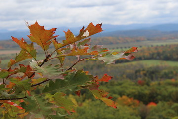 Maple leaf overlooking mountain range