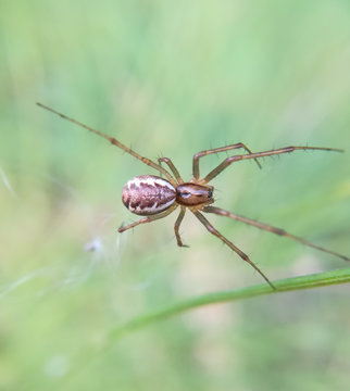 Common Sheetweb Spider, Linyphia triangularis, female