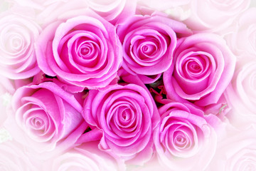 colorful violet colored roses top view close up, soft and airy filtered image