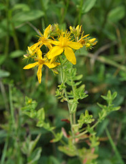 In the wild bloom Hypericum perforatum