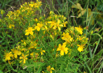 In the wild bloom Hypericum perforatum