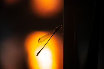 Fototapeta na wymiar Nice little dragonfly in sunset nature insects macrophotography