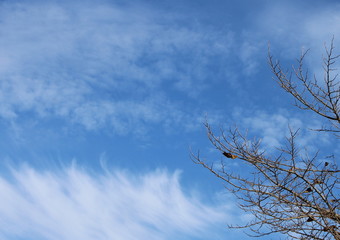 blue sky and clouds