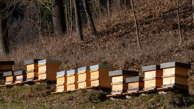 Magazinbeuten im Winter am Waldrand, Honigproduktion, Bienenzucht