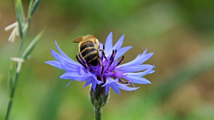 Cornflower with bee. Blue summer flower with bee