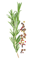 Fresh twig of rosemary with red and black pepper isolated on a white background. Top view.